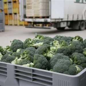 Brócoli en caja