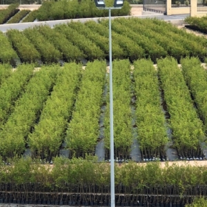 Plantón de granada