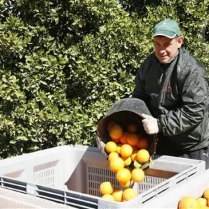 Recogida limones