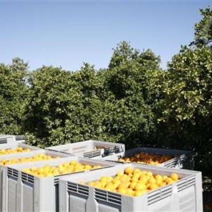 Limones en contenedores