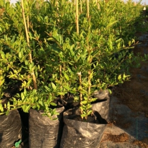 Plantón de granada