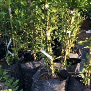 Plantón de granada
