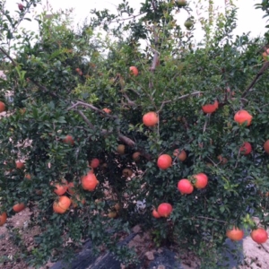 Plantón de granada