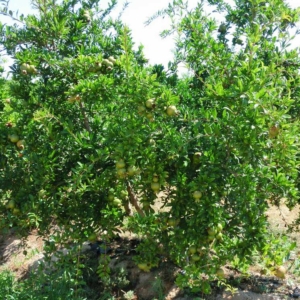 Plantón de granada