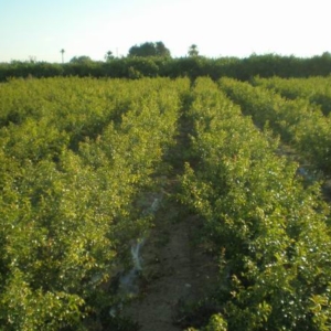 Plantón de granada