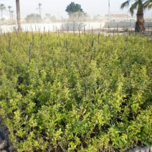 Plantón de granada