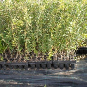 Plantón de granada