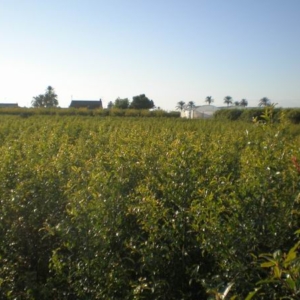 Plantón de granada