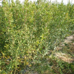 Plantón de granada