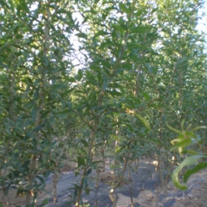Plantón de granada