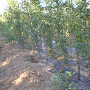 Plantón de granada