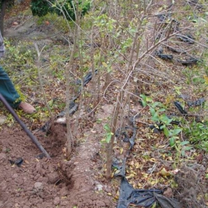 Plantón de granada
