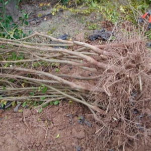 Plantón de granada
