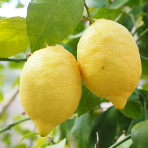Limones