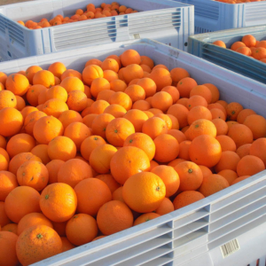 Naranjas en caja