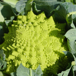Romanesco