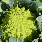 Romanesco